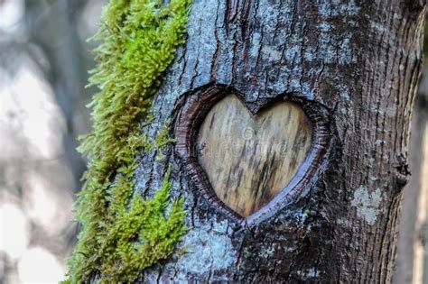 Tree Heart Love Heart Carved In An Old Tree Aff Love Heart