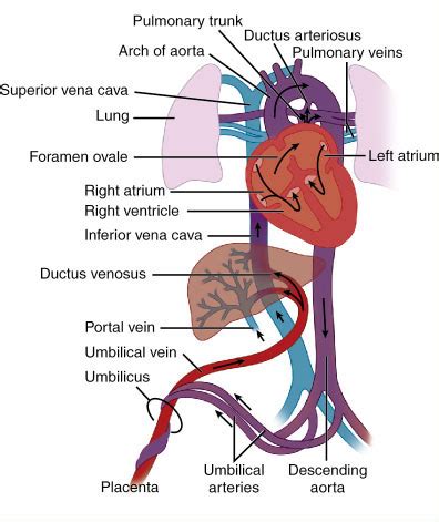 Fetal circulation