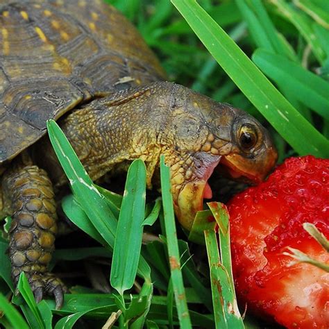 Baby Turtle Eating A Strawberry
