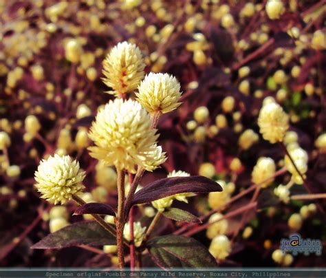 Biodiversity Capiz Pueblo Wild Flowers