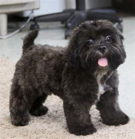 They are more active and athletic. Shihpoo Breed Characteristics | PuppySpot