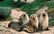 Seal HD Wallpaper | Background Image | 1920x1200 | ID:326765 ...