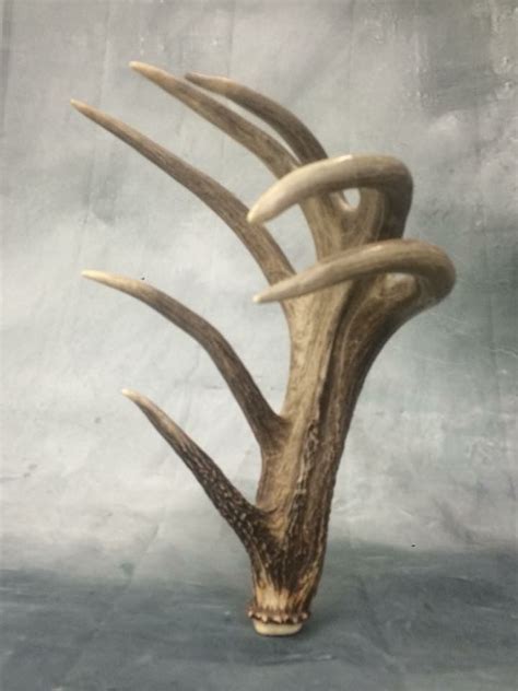 Pin By Adam On Shedsdead Heads Whitetail Deer Hunting Shed Antlers