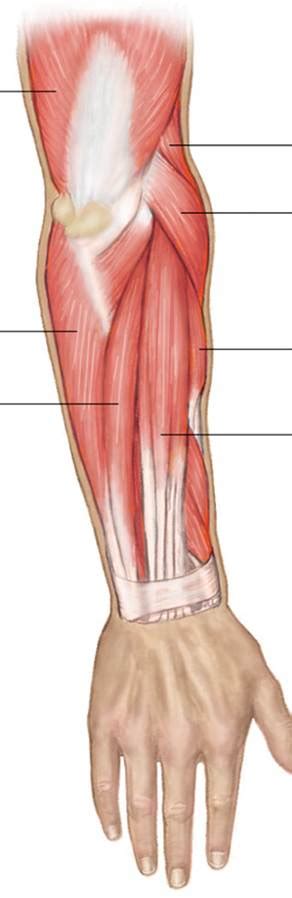 The forearm is the region of the upper limb between the elbow and the wrist. Muscle Pictures I - No Labels | Chandler Physical Therapy
