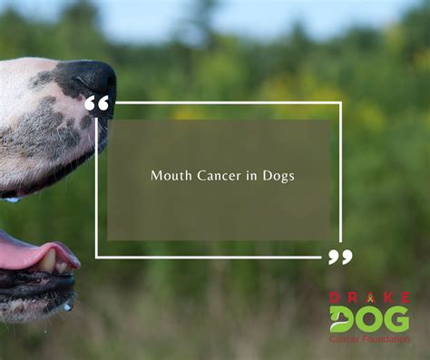 Mouth Cancer In Dogs Drake Dog Cancer Foundation