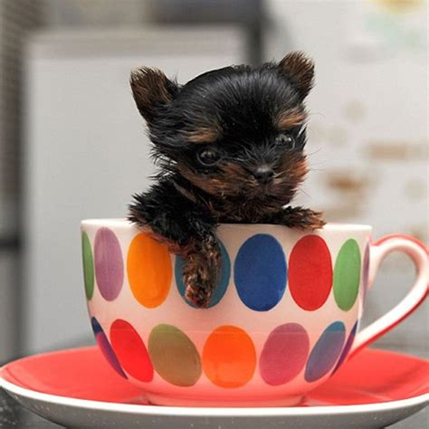 Entre doce y dieciocho meses de edad. El perro más pequeño del mundo mide 5 centímetros