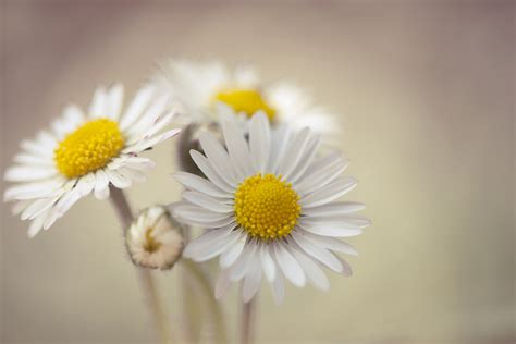 Nature Daisy 4k Ultra Hd Wallpaper