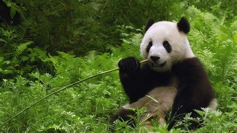 Cute Baby Panda Waving Wallpaper