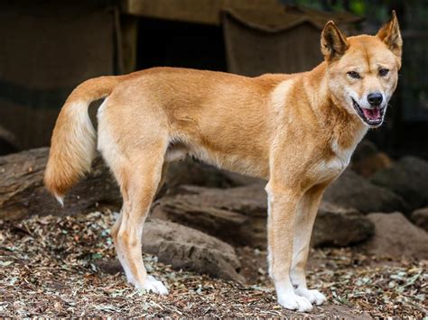 Dingo Pups Blow Up Cute Meter Daily Telegraph
