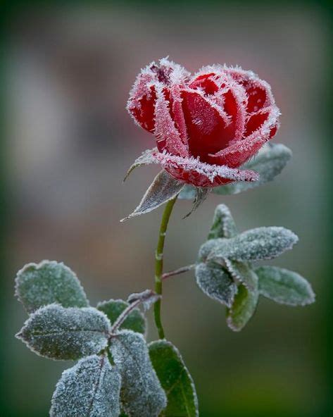 49 Frozen Roses Ideas Frozen Rose Beautiful Flowers Winter Garden