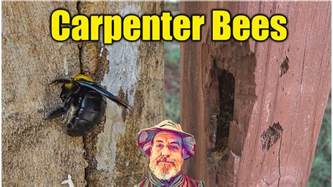 How To Control Carpenter Bees Pest And Bug Control