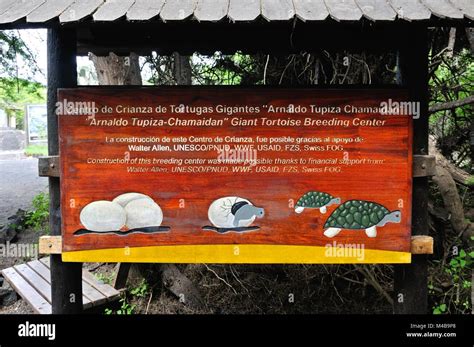 Giant Tortoises Breeding Center Isabela Island Galapagos Islands