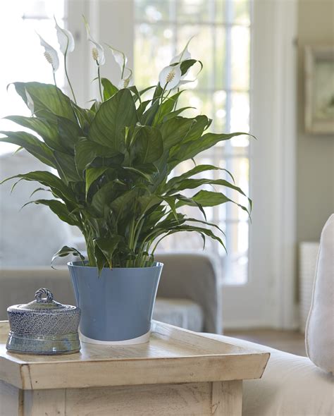 New Study Highlights Reasons To Celebrate Indoor Plant