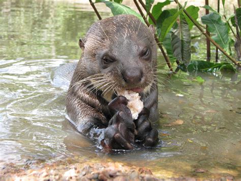 コンプリート！ Amazon River Otter Size Comparison 144336 How Big Are Amazon