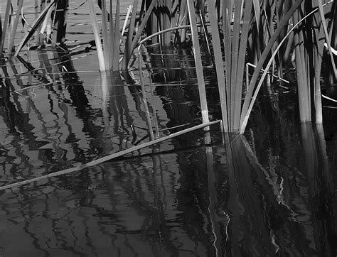 Waters Edge Photograph By Steven Milner Pixels