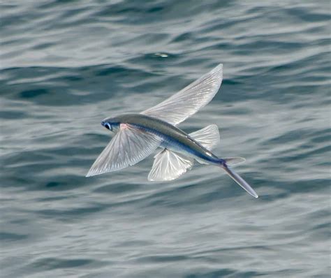 Flying Fish Facts A Z Animals