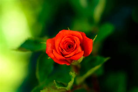 3840x2160 Resolution Shallow Focus Photography Of Red Rose Hd