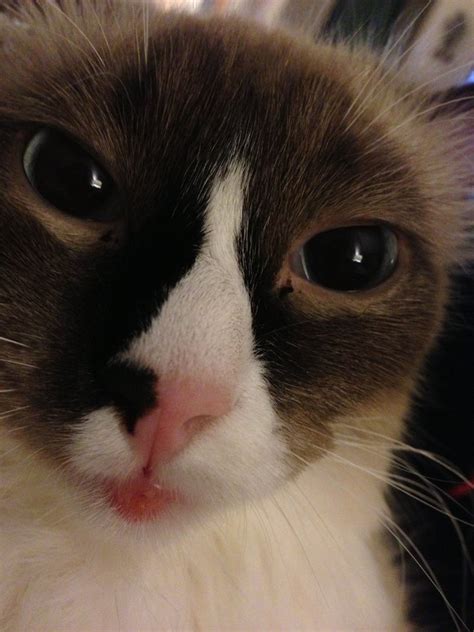 Cats Lips Are Turning Black
