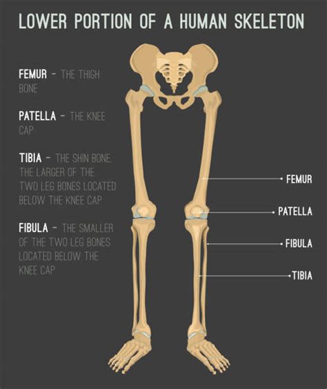 Leg Bones Diagram Leg Skeletal Anatomy Medlineplus Medical