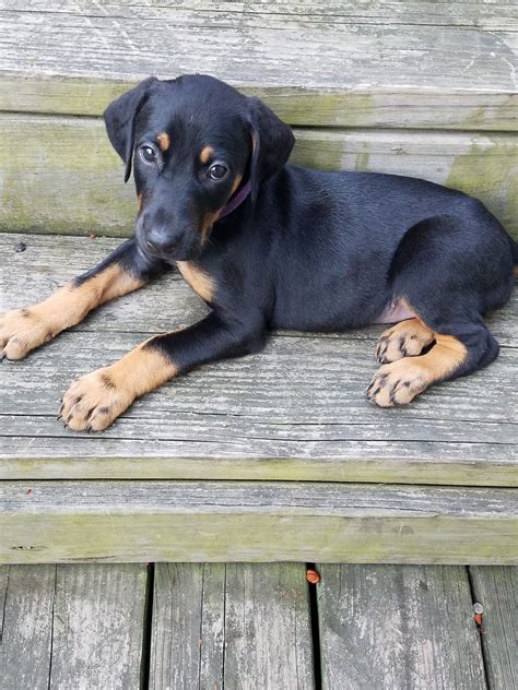 We did not find results for: Doberman Pinscher Puppies For Sale | Akron, OH #244347