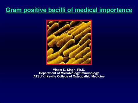 Ppt Gram Positive Bacilli Of Medical Importance Powerpoint