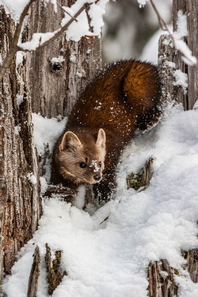 Pine Marten Winter Stock Photos Pictures And Royalty Free Images Istock