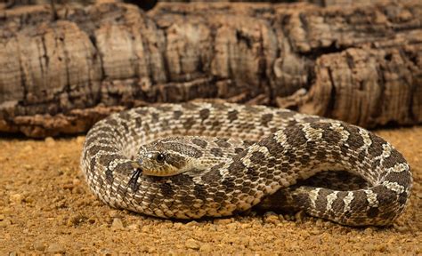 A Guide To Caring For Hognose Snakes As Pets