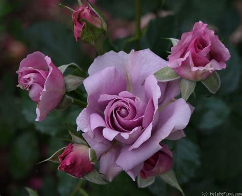 Simplicity Lavender Rose