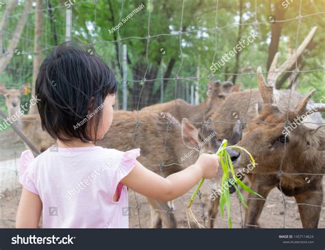 Child Feeding Wild Deer Petting Zoo Stock Photo 1457114624 Shutterstock