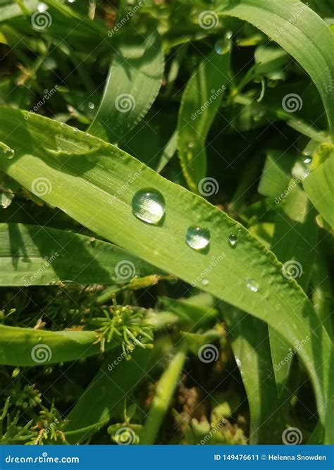 Dew Drops On A Blade Of Green Grass Stock Image Image Of Close