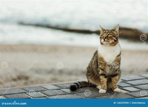 Funny Grey Cat On The Beach Against The Sea Stock Photo Image Of