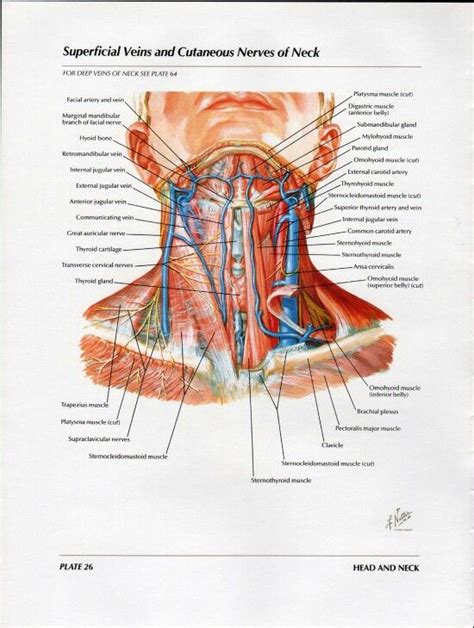 Neck Muscles Анатомия человека Атлас Анатомия