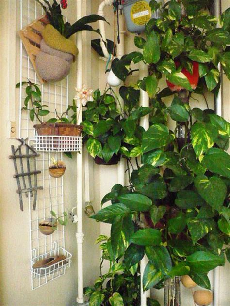 How To Grow A Money Plant Indoors This Plant Is Great For An Indoor