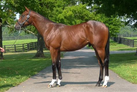 Army Mule Colt West Point Thoroughbreds
