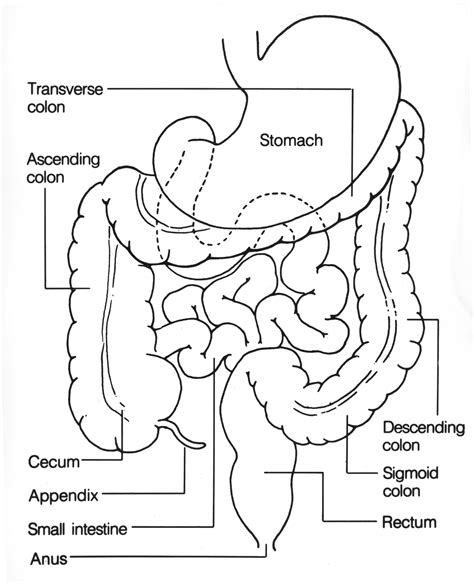 Small Intestine Drawing At Getdrawings Free Download