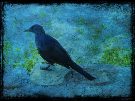 Blue Bird Irene2005 Flickr