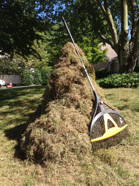 Mow the lawn to half its normal height right before dethatching. Dethatching - Sweet Garden Lawn Care & Landscapes