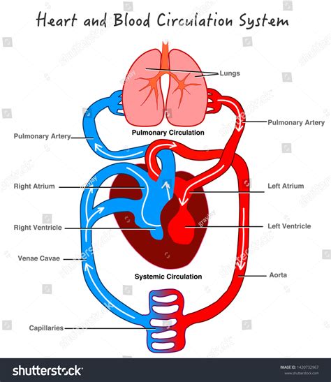 Blood Circulation System Stylized Heart Anatomy Stock Vector Royalty