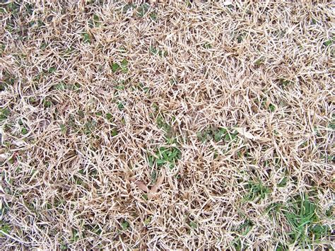 Grass Brown Field · Free Photo On Pixabay