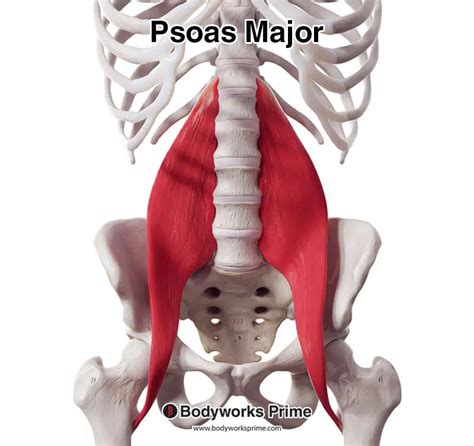 Psoas Major Muscle Anatomy Bodyworks Prime