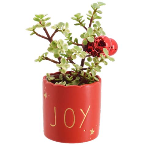 Merry Cheer Joy Potted Succulent 35 Inch Pot Ralphs