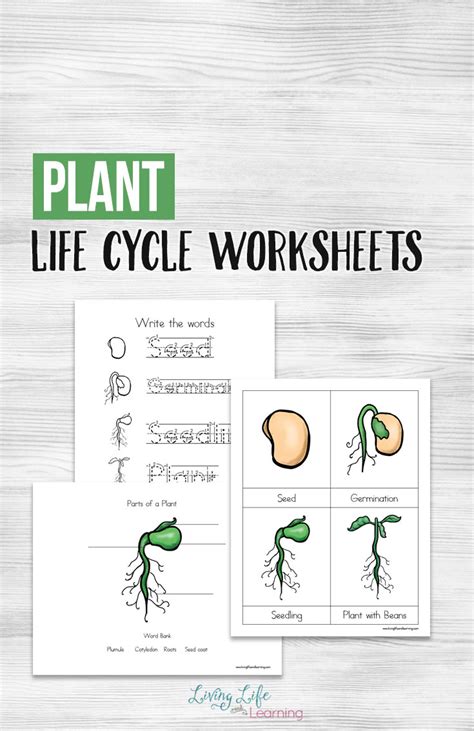 Plant Life Cycle Worksheets For Kids