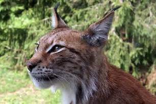 Filelynx Lynx 4 Wikimedia Commons