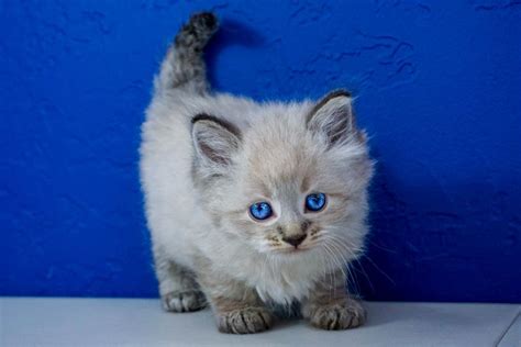 The russian blue cat is moderately active. Ragdoll Kittens for Sale Near Me | Buy Ragdoll Kitten ...