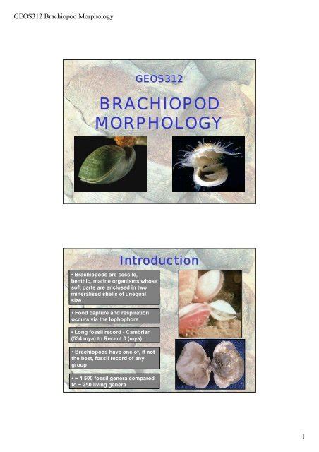 Brachiopod Morphology Lecture