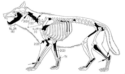 Body Parts Of A Wolf