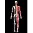 3D Illustration Of Full Human Skeleton With Muscles Veins And Arteries 
