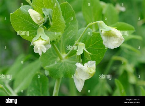 Flowers On Garden Peas Ambassador With Embryo Pea Pod Emerging From