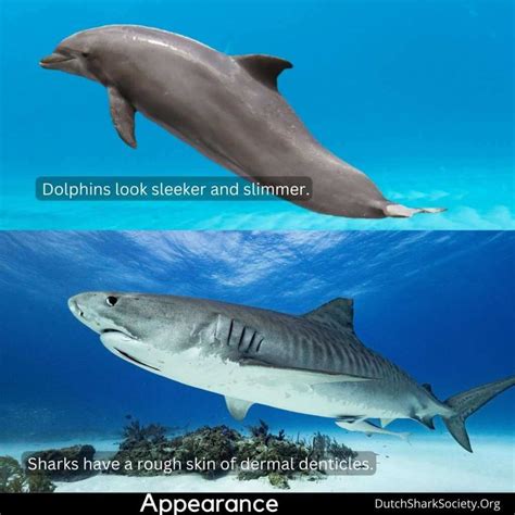 How To Tell The Difference Between A Shark And A Dolphin Dutch Shark