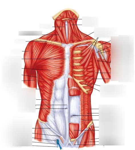 Muscles Of The Chest Abdomen Female Chest And Abdominal Muscles On